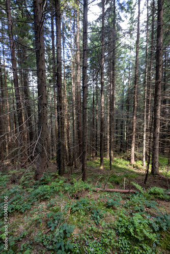 Mountain forest in the Ukrainian Carpathians. © Sergey