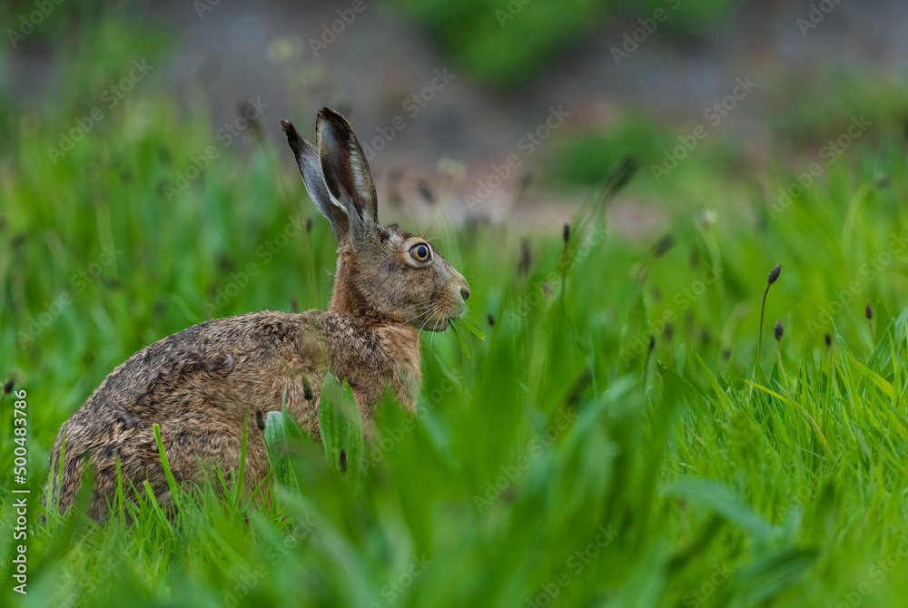 Fototapeta premium rabbit in the grass