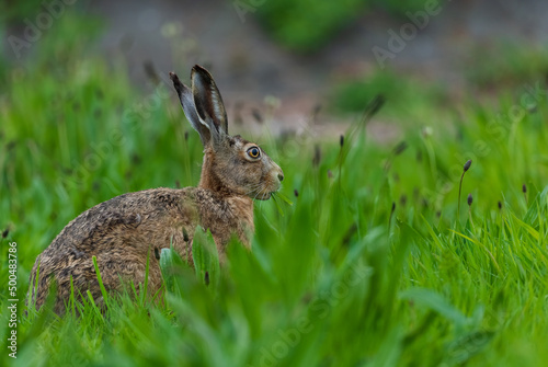 rabbit in the grass © OvidiuDaniel