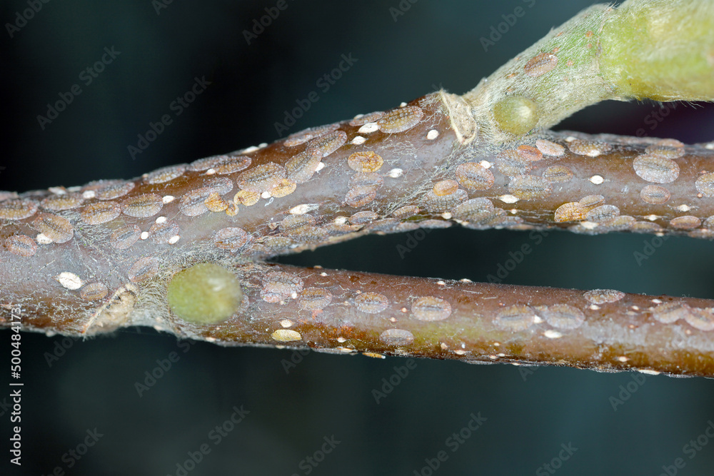 Scale insects (Coccidae) on a magnolia in the garden. They are dangerous pests of various plants. They are commonly known as soft scales, wax scales or tortoise scales. Scale insects (Coccidae) on a magnolia in the garden. They are dangerous pests of various plants. They are commonly known as soft scales, wax scales or tortoise scales.