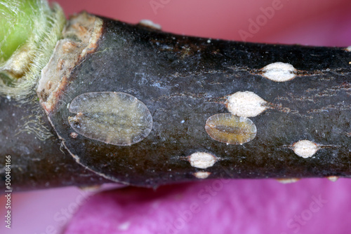 Scale insects (Coccidae) on a magnolia in the garden. They are dangerous pests of various plants. They are commonly known as soft scales, wax scales or tortoise scales.  photo