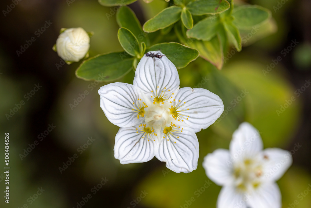 Obraz premium Mountain flowers in the Ukrainian Carpathians. Close-up macro view.