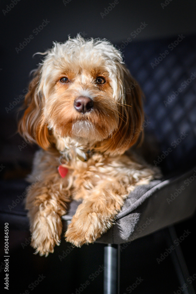 Cockapoo Cuteness