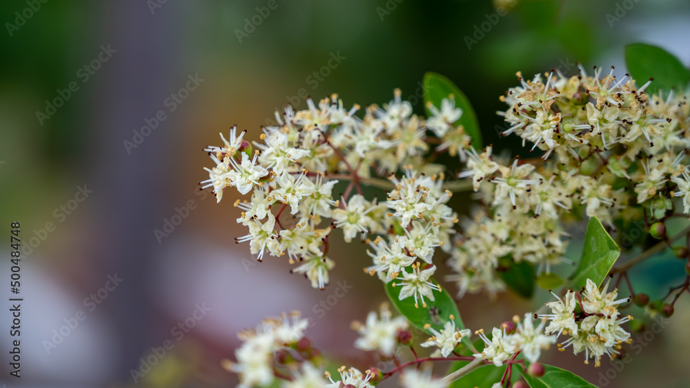 Lawsonia inermis, also known as Hina, the henna tree, the mignonette tree, and the Egyptian privet, is a flowering plant and one of the only two species of the genus Lawsonia. Lawsonia inermis, also known as Hina, the henna tree, the mignonette tree, and the Egyptian privet, is a flowering plant and one of the only two species of the genus Lawsonia.
