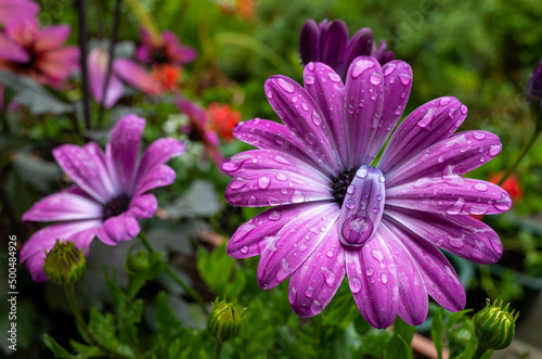 Pink and purple flower in the garden after rain