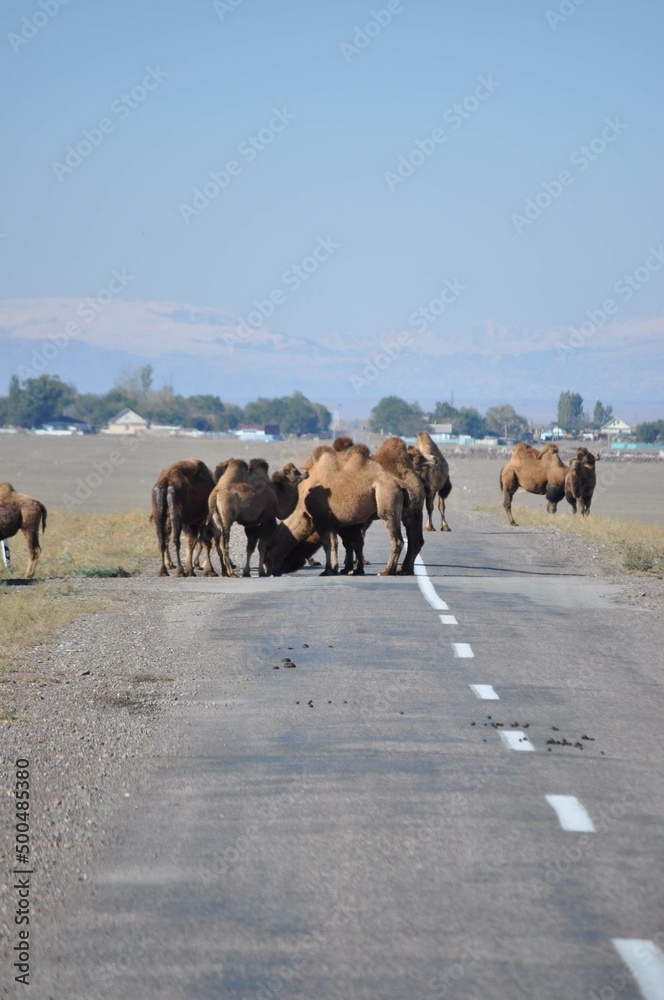 Naklejka premium Kazakhstan, country's landscapes.