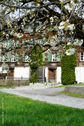 Swiss chalet with a blossoming cherry tree in front