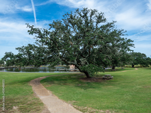 A large live oak in a park near the ocean in Corolla North Carolina photo