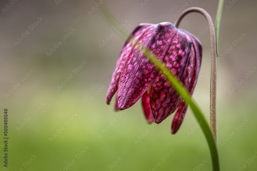 blossom of a checkered flower on a meadow in spring blossom of a checkered flower on a meadow in spring