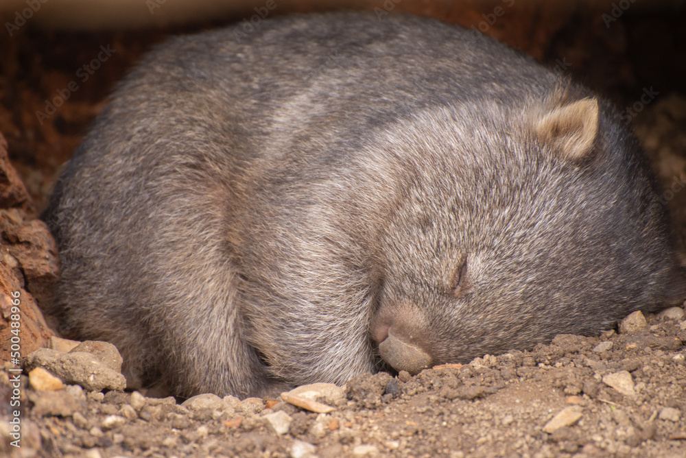 Naklejka premium Common wombat