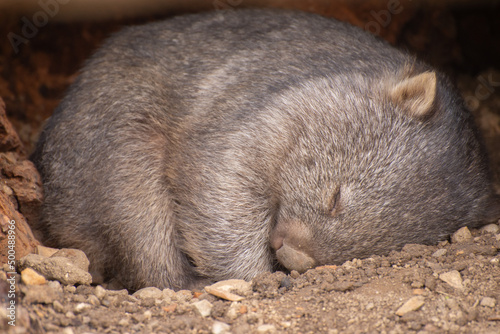 Common wombat photo