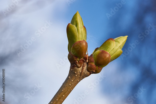 The leaf buds of lilacs blossom and young leaves appear. Spring.