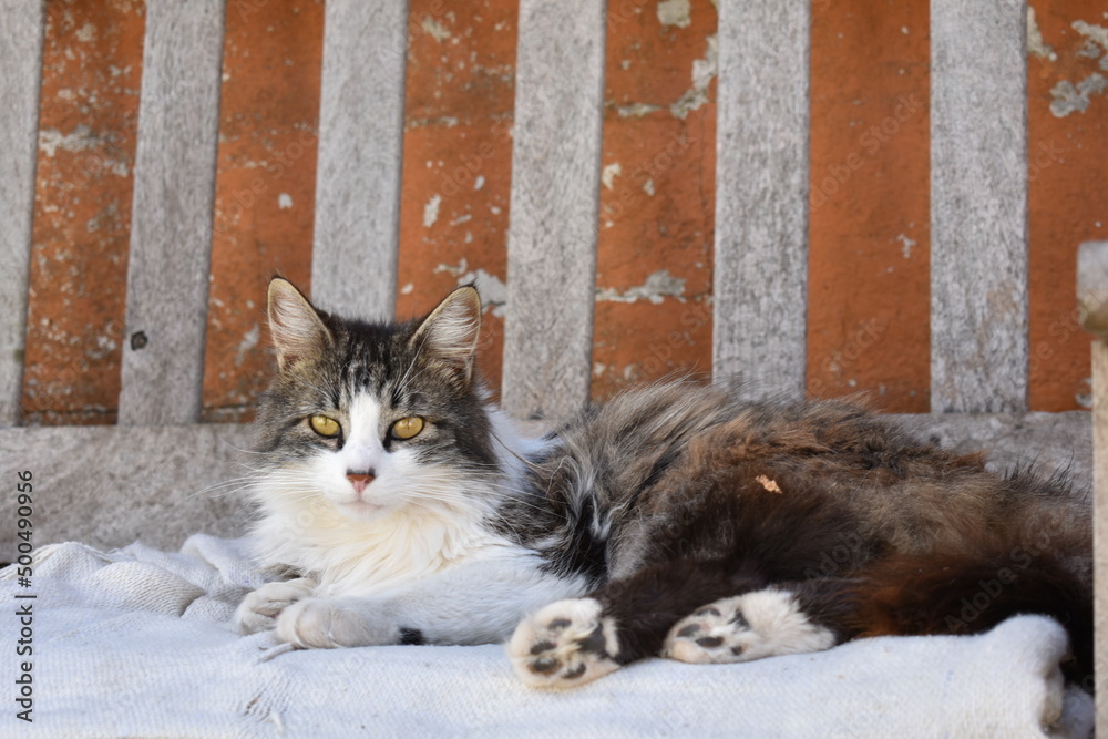 Fototapeta premium cat in the snow
