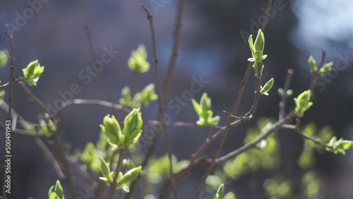 Сlose up branches  with firstblossoms in spring with clear blue sky on background
