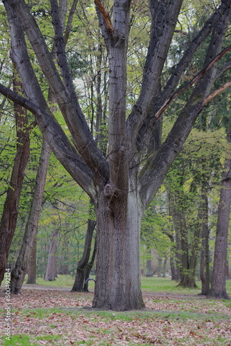 ogromne tajemnicze drzewo pośrodku parku na tle innych drzew