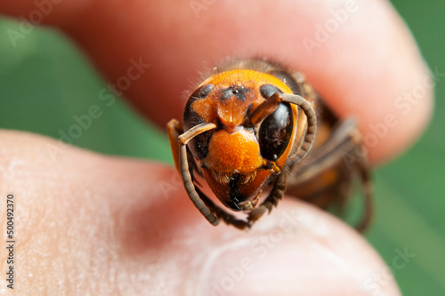 Dead Wasp - Closeup head of Asian Giant Hornet or Japanese Giant Hornet  or Vespa Mandarinia Japonica. In japanese it is known as the Oosuzumebachi literally Giant Sparrow Bee photo