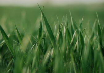 Acrylglasbilder Gras Sattgrüner Rasen als Naturhintergrund  © Elninho