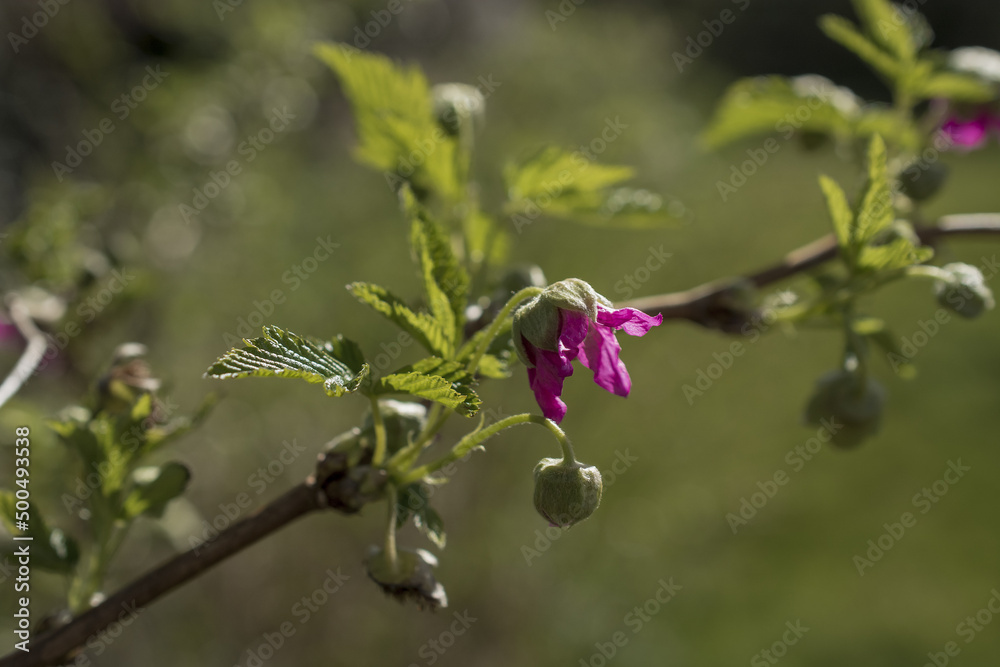 flowers adorn the branches of a tree in early spring flowers adorn the branches of a tree in early spring