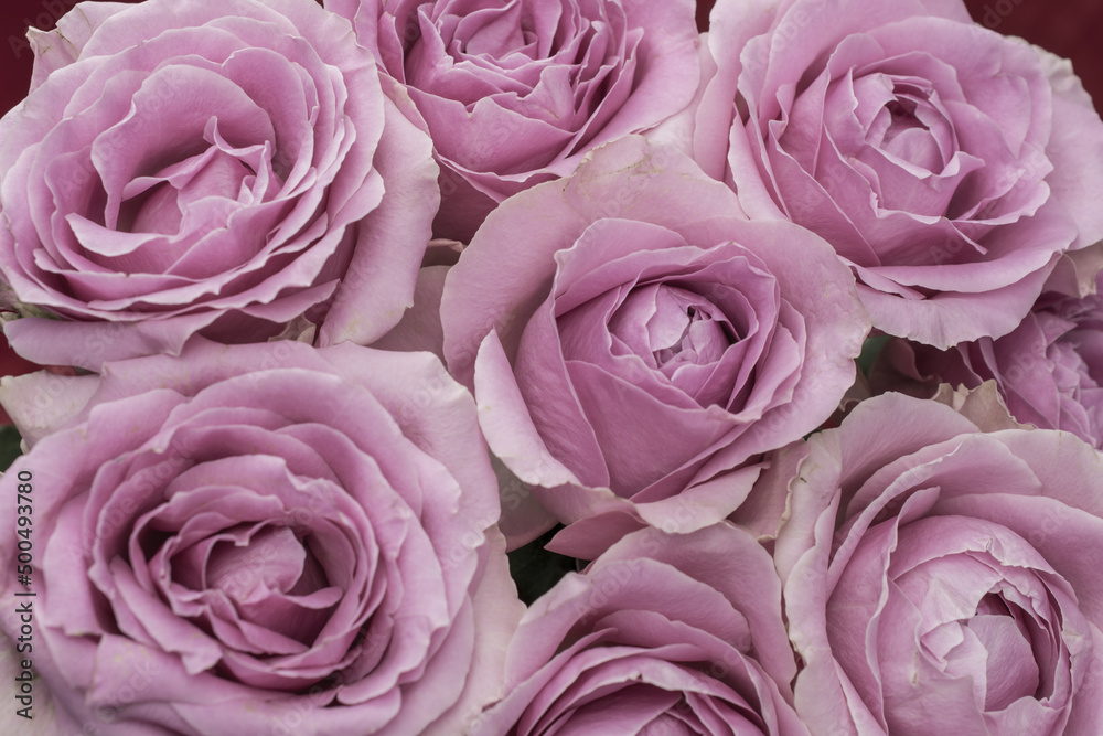 Greeting card with beautiful fresh roses and copy space. Greeting card with beautiful fresh roses and copy space.