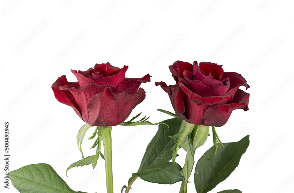 Greeting card with beautiful fresh roses and copy space. Greeting card with beautiful fresh roses and copy space.