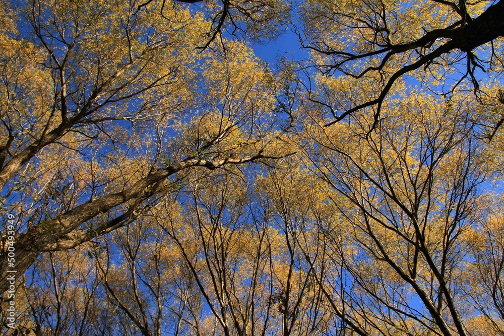 Cielo, Otoñal, arboles, naturaleza, bosque, cielo, azul amarillo, hojas, paisaje Cielo, Otoñal, arboles, naturaleza, bosque, cielo, azul amarillo, hojas, paisaje