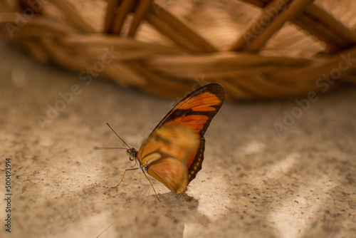Butterfly flying