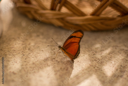 Butterfly flying