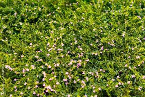 Garden with rose flowers