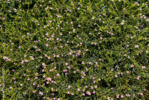 Garden with rose flowers