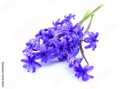 Blue Hyacinth flowers  isolated on white backround. Hyacinthus orientalis.