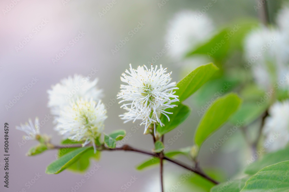 Soft selective focus of white fluffy flower Mountain witch-alder in the garden, Fothergilla major is a species of flowering plant in the genus Fothergilla, Family of Hamamelidaceae, Nature background.