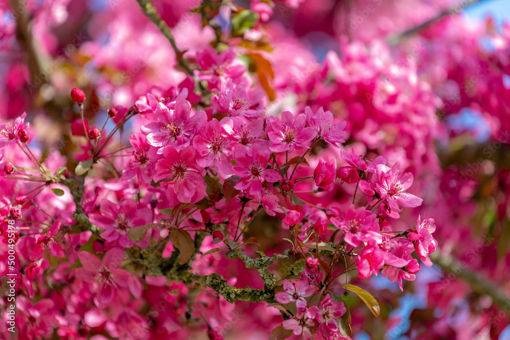 Selective focus branches of cherry blossoms, Purple flower are blooming in the spring season, Decorative apple tree with pink flowers, Ornamental nature floral background. Selective focus branches of cherry blossoms, Purple flower are blooming in the spring season, Decorative apple tree with pink flowers, Ornamental nature floral background.