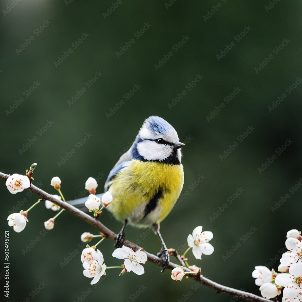 Obraz premium Small parus (tit or bluetit) on twig with cherry flowers on spring garden. Bird photography