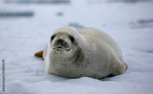 crabeater seal