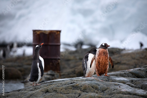 Dirty penguin on the rock