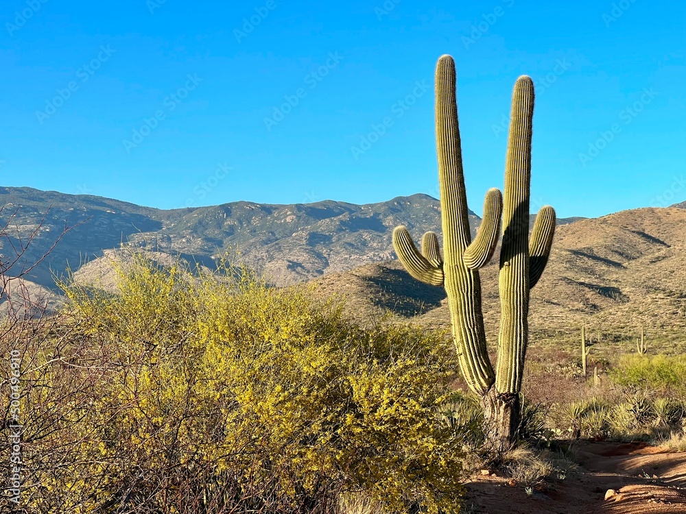 Saguaro Cactus Tucson Arizona Desert Sonoran Landscape