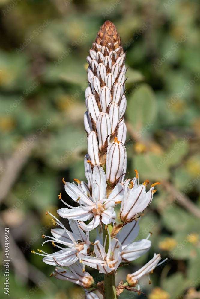 Detail of white flowers of gamón (Asphodelus cerasiferus) in the field Detail of white flowers of gamón (Asphodelus cerasiferus) in the field