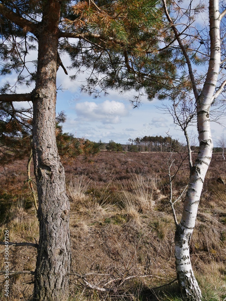 Fototapeta premium Bäume in der Küstenheide Cuxhaven