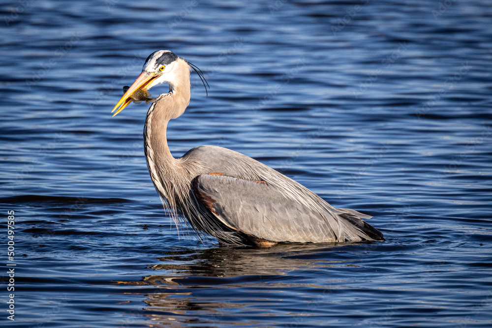 Blue Heron with fish. Blue Heron with fish.