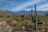 Early Spring In A Desert Preserve In North Scottsdale, AZ