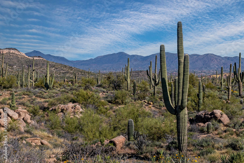 Early Spring In A Desert Preserve In North Scottsdale, AZ © Ray Redstone