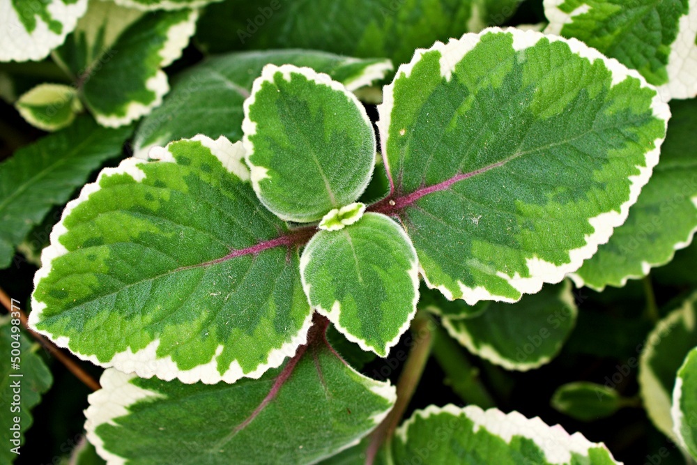 Foto Stock Greenwhite leave ,foliage Variegated Indian Borage