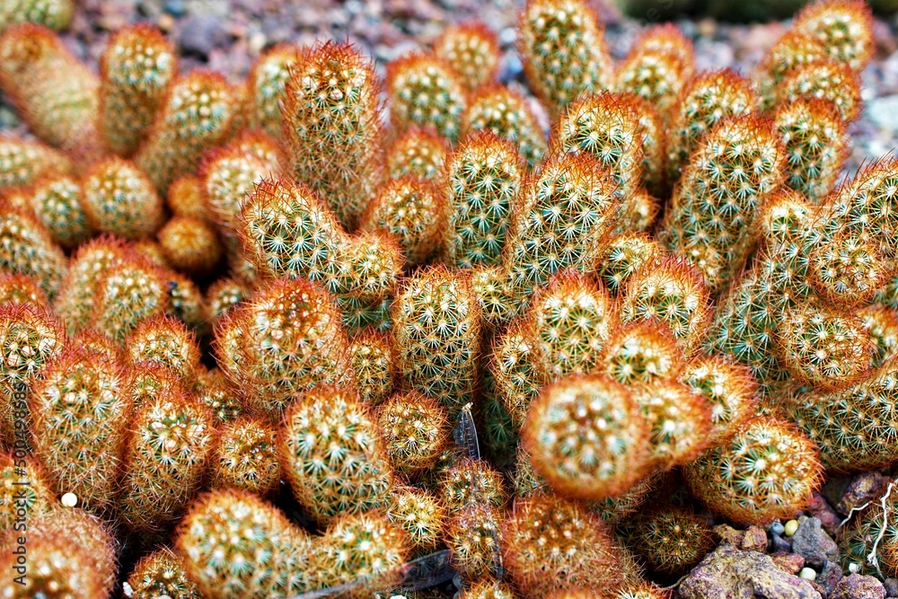 Macro cactus Mammillaria elongata rubra copper King ,Gold lace Cactus golden stars ,lady fingers