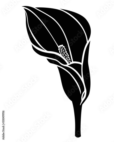 Canvas-taulu Calla inflorescence, tropical plant flower - vector silhouette illustration for logo or pictogram