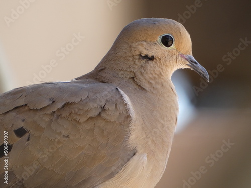close up of a dove
