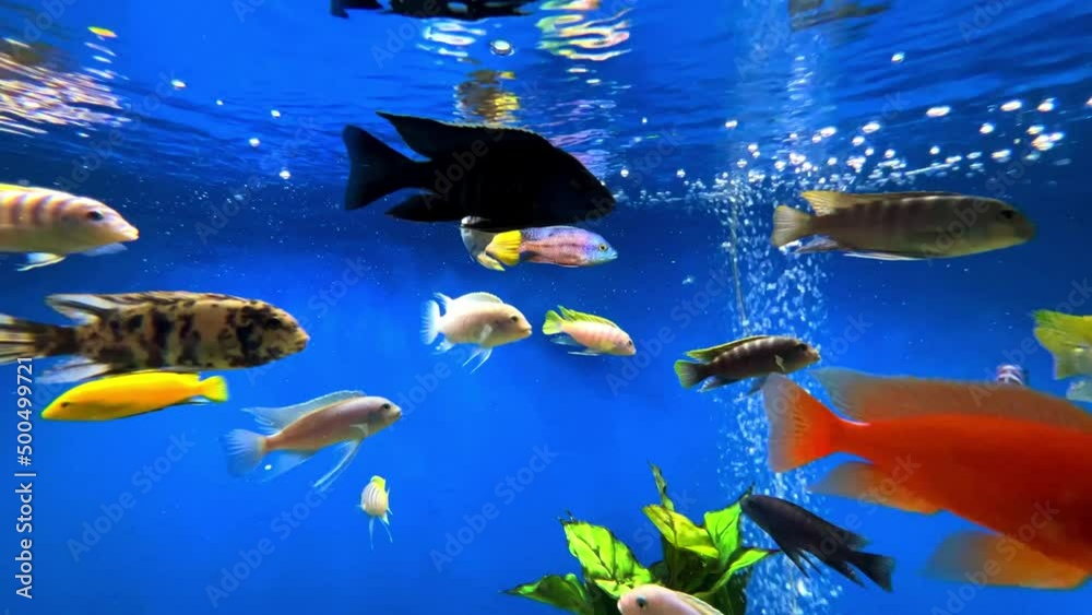 Colourful aquarium with bubbles, fresh water fish swimming around and aquatic plants