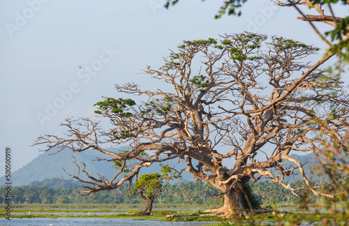 Trees on Sri Lanka photo