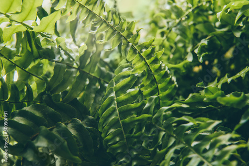 Natural green pattern from the farn leaves photo