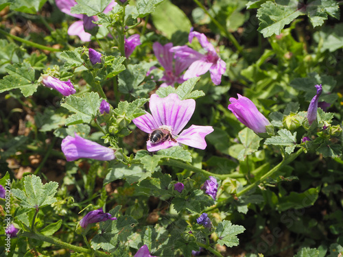 Abeille butinant des mauves