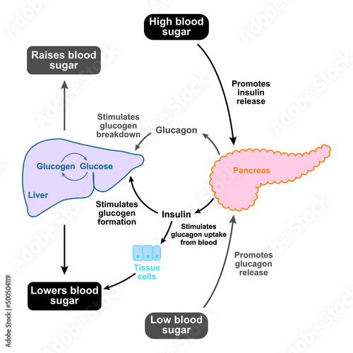 Scientific Designing of Blood Sugar Regulation. Insulin And Glucagon Effect. Colorful Symbols. Vector Illustration. photo